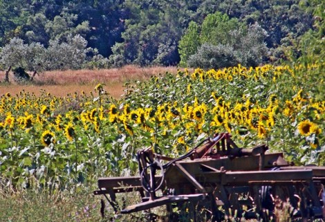 Sunflowers everywhere!