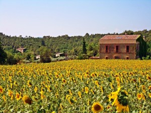 Sunflowers 2