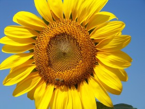 Pure Catalan Sunshine!