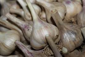 garlic bulbs
