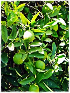 Juicy limes!