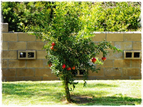 I grew pomegranates!