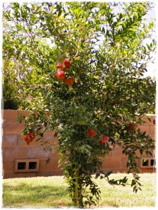 Almost "harvest" time!