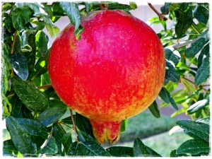A beautiful pomegranate on my very own tree!