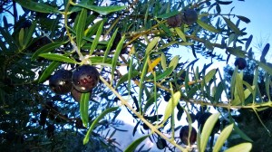 The olives were tempting me.